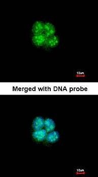 SHARP2 antibody