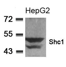 SHC1 (Ab-349) antibody