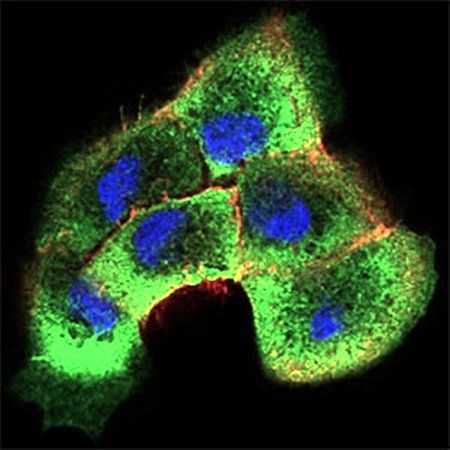 SHC1 Antibody