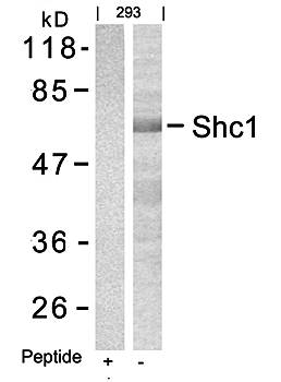 Shc1 (Ab-427) Antibody