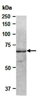 SHC1 (N3) Antibody, Rabbit Polyclonal