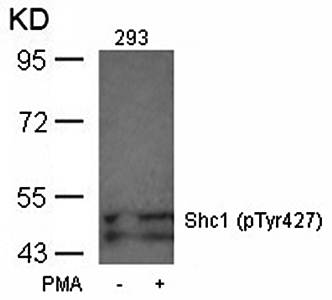 Shc1 (Phospho-Tyr427) Antibody