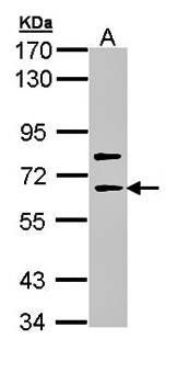 SHC4 Rabbit Polyclonal Antibody
