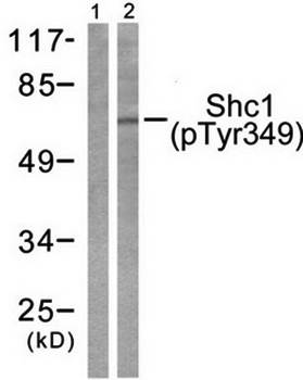 Shc (Phospho-Tyr349) Antibody