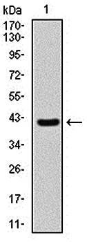 SHH Antibody