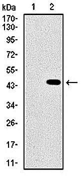 SHH Antibody