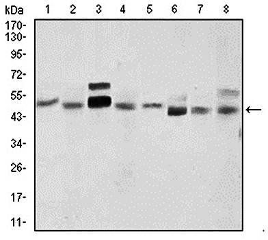 SHH Antibody