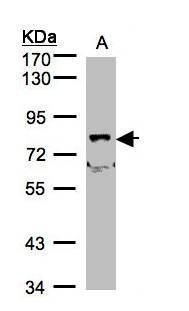 SHKBP1 antibody
