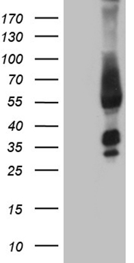 SHMT2 Antibody