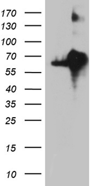 SHMT2 Antibody