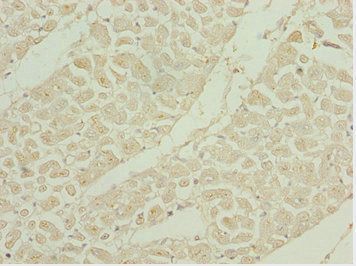 SHOX2 Antibody