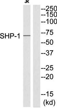 SHP-1 (Ab-564) Antibody