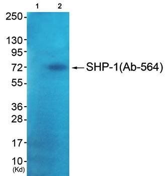 SHP-1 (Ab-564) Antibody