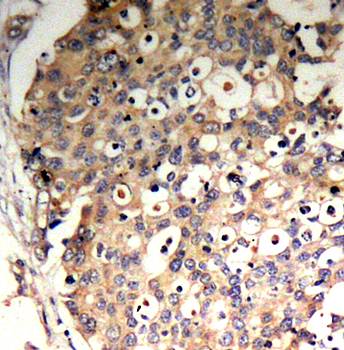 SHP (Phospho-Tyr536) Antibody