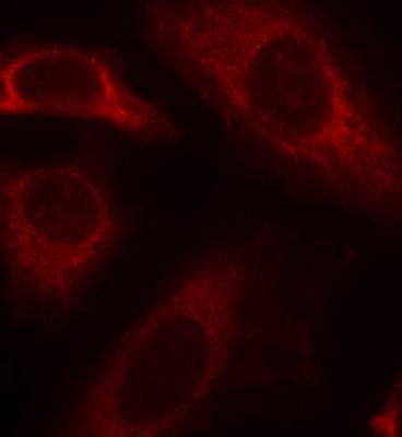 SHP-2 (Ab-542) Antibody