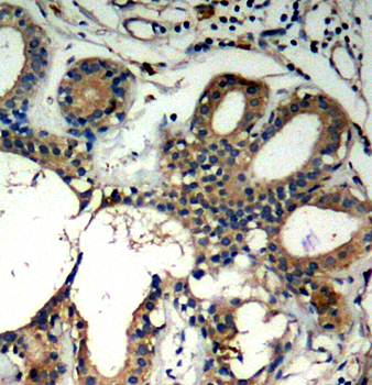 SHP-2 Rabbit Polyclonal Antibody