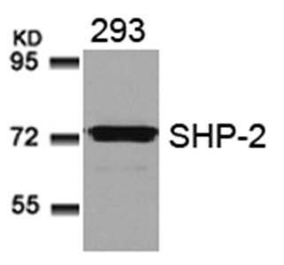 SHP-2 Rabbit Polyclonal Antibody