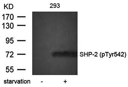 SHP-2 (Phospho-Tyr542) Antibody