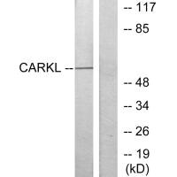 SHPK Antibody