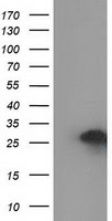 SHPRH Antibody