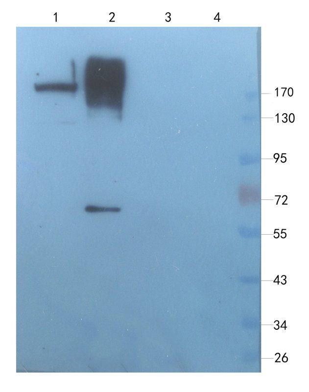 Sialoadhesin antibody