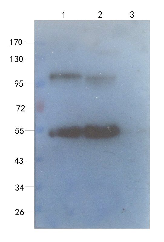 Sialoadhesin antibody