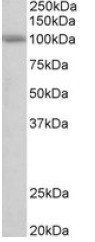 Goat anti-SIDT1 (aa334-347) Antibody