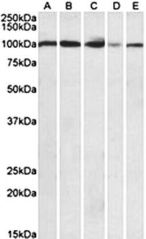 Goat anti-SIDT1 (aa334-347) Antibody