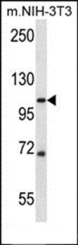 SIDT2 antibody