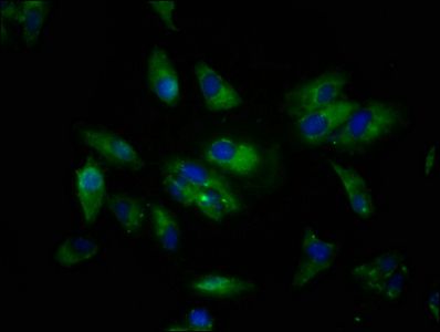 SIGLEC10 Antibody
