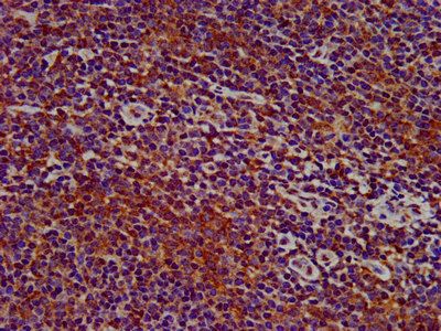 SIGLEC10 Antibody