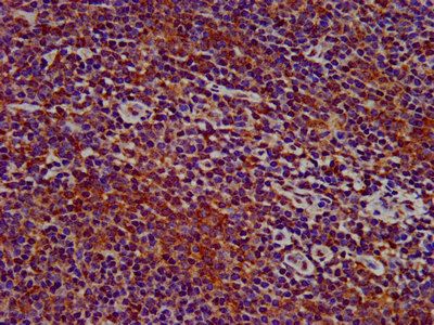 SIGLEC10 antibody