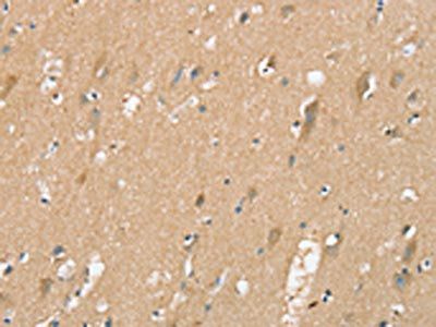 SIGLEC10 Antibody