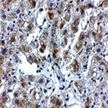 Siglec11 Antibody