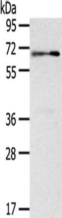 SIGLEC12 Antibody