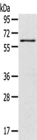 SIGLEC12 antibody
