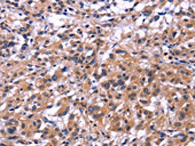 SIGLEC5 antibody