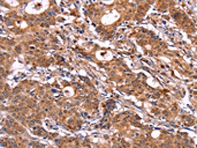 SIGLEC5 antibody