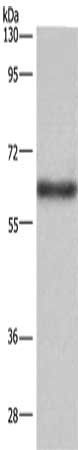 SIGLEC5 Antibody