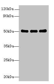 SIGLEC6 antibody