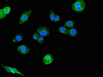 SIGLEC7 antibody