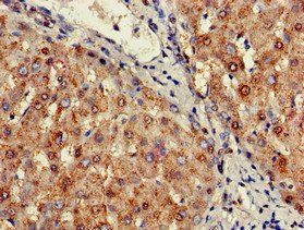 SIGLEC7 Antibody