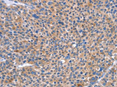 SIGLEC7 Antibody