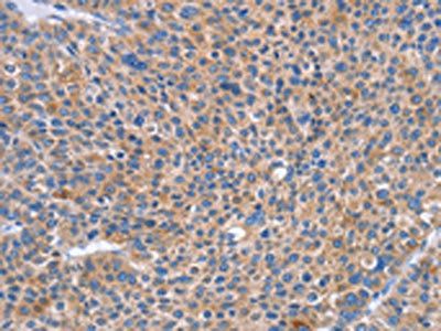 SIGLEC7 antibody