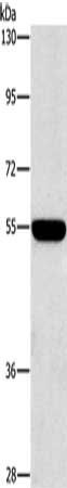 SIGLEC7 antibody