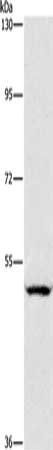 SIGLEC7 Antibody