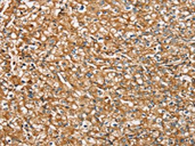 SIGLEC7 Antibody