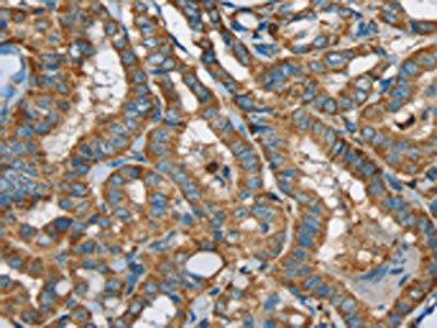 SIGLEC7 Antibody
