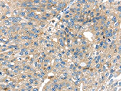 SIGLEC8 antibody