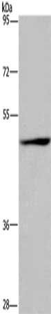 SIGLEC9 Antibody